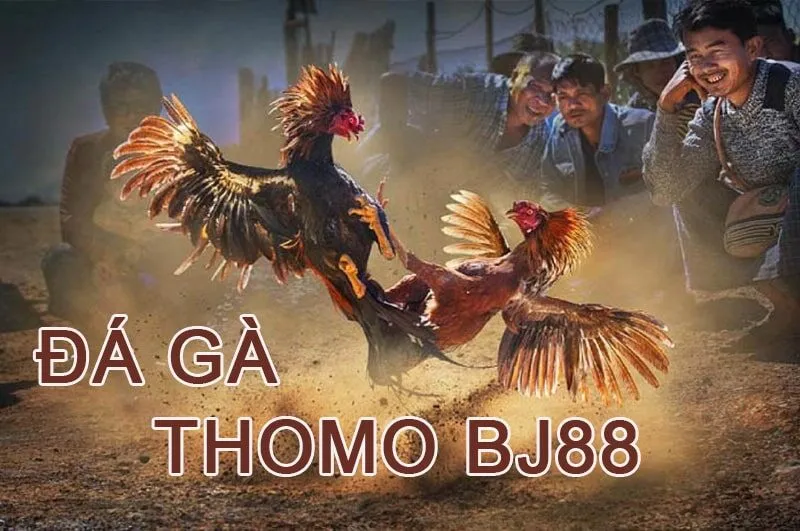 Đá gà thomo