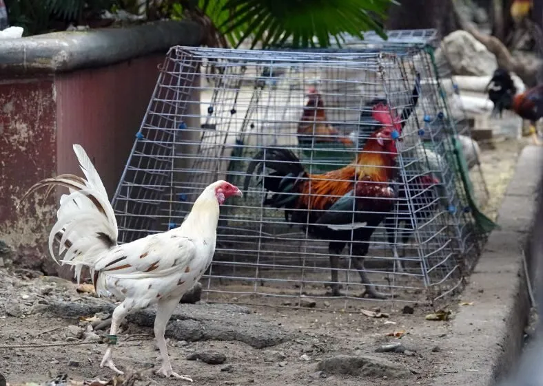 Luật chơi đá gà Philippines